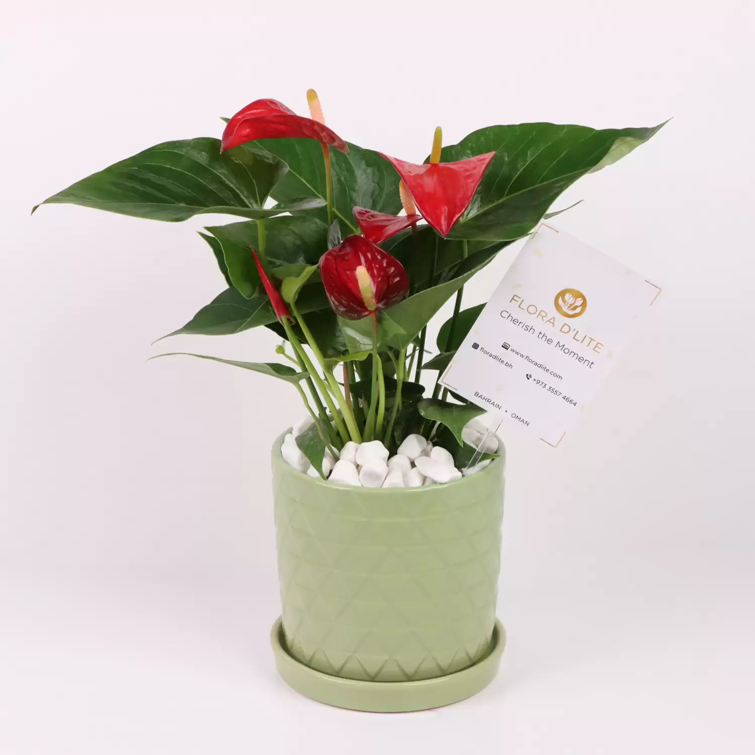 Red Anthurium Potted Plant | Home Plants Bahrain - Flora D'lite
