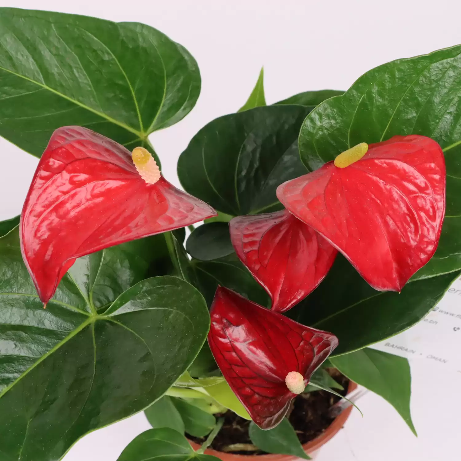 Red Anthurium Plant | Buy Plants For Home Online | Plants Delivery Bahrain - Flora D'lite