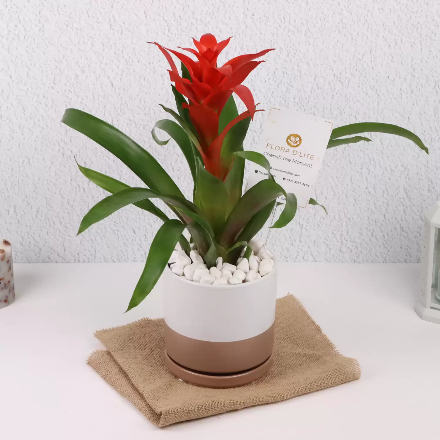 Red Guzmania Potted Plant | Gift Plants For All Occasions | Bahrain Delivery - Flora D'lite