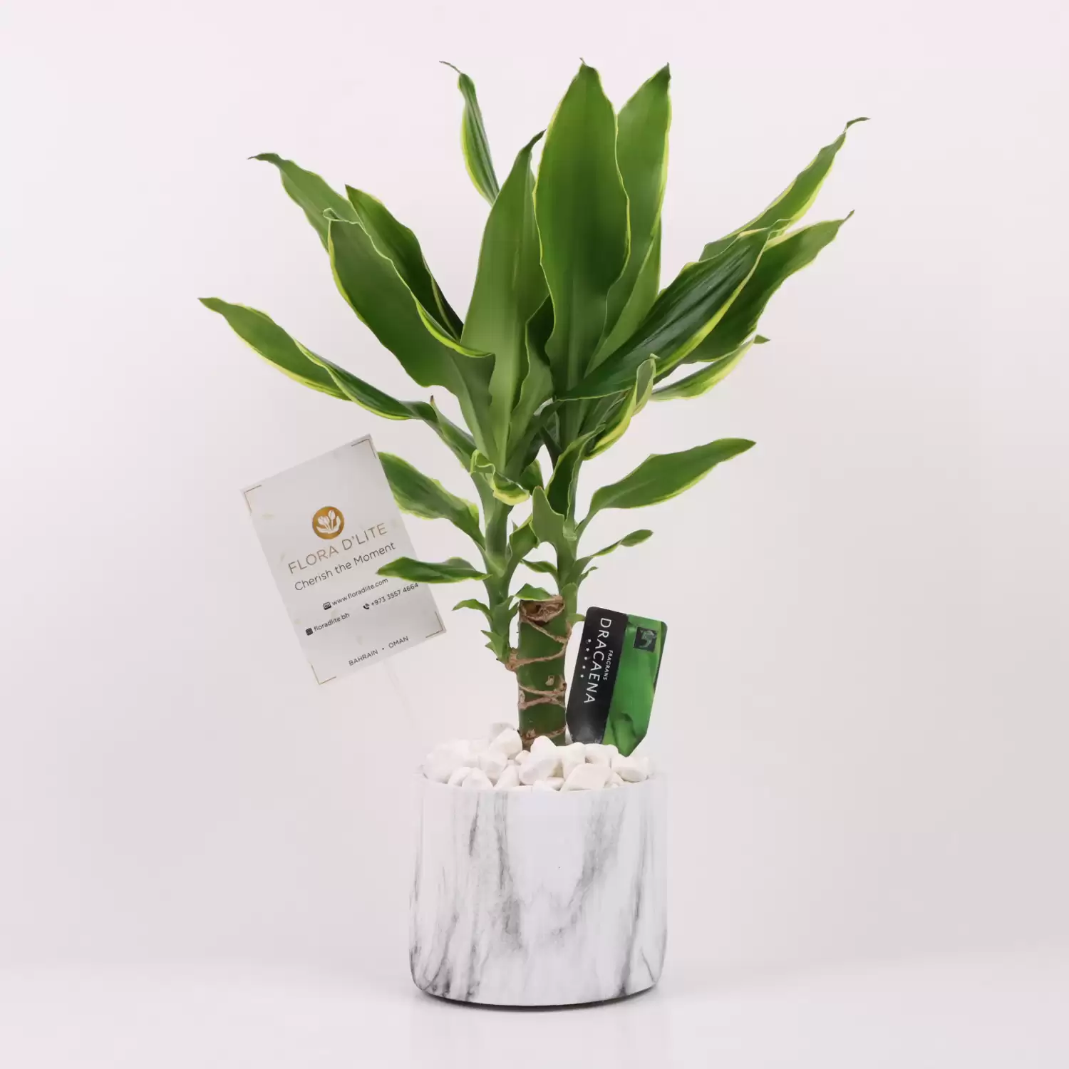 Dracena Potted Plant | Order Fresh Plants Online | Delivery Of Plants Bahrain - Flora D'lite
