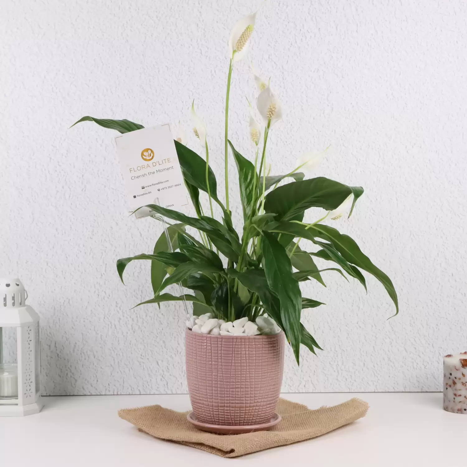 Peace Lily Potted Plant | Plant Gifts To Buy | Plant Shop Bahrain - Flora D'lite