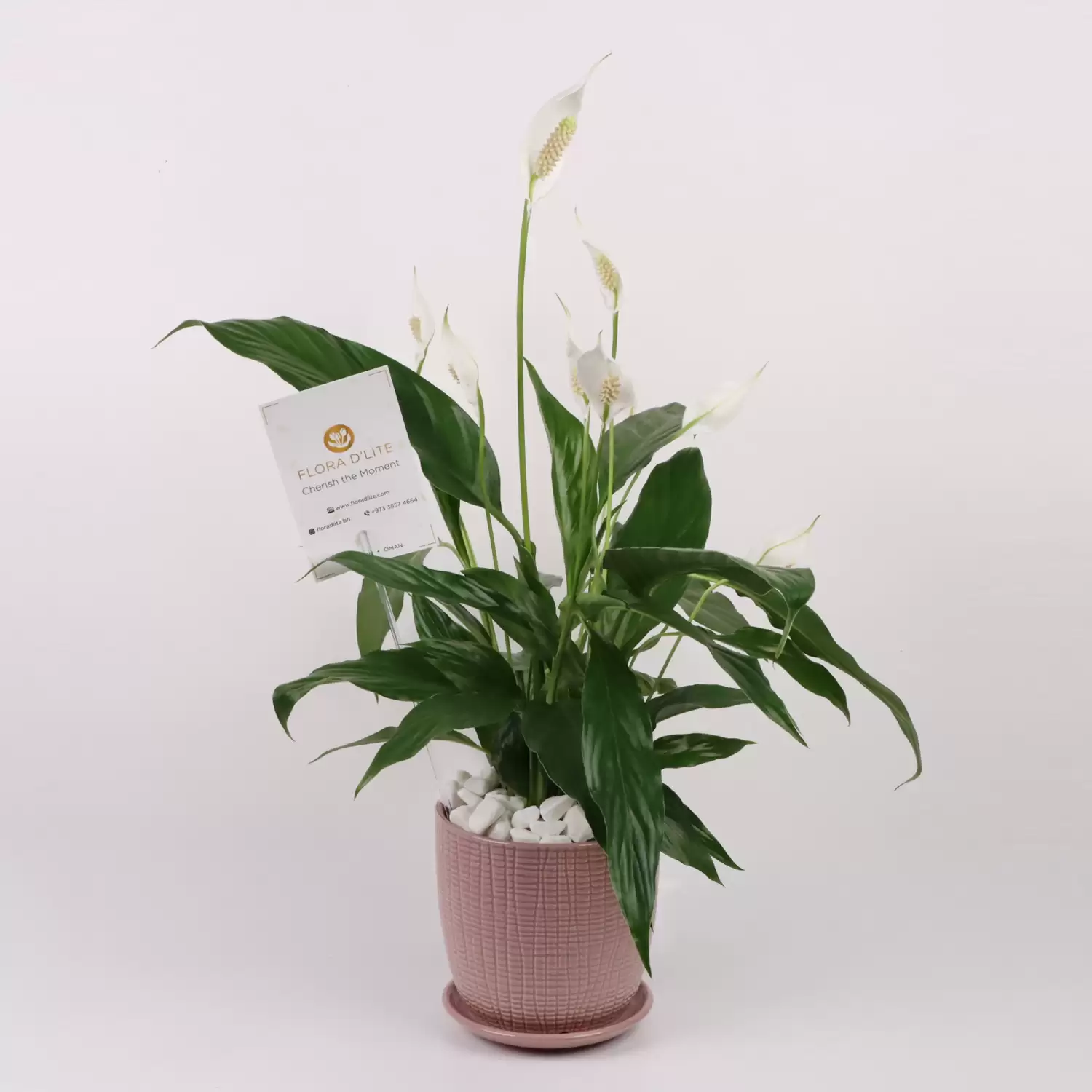 Peace Lily Potted Plant | Plant Gifts To Buy | Plant Shop Bahrain - Flora D'lite