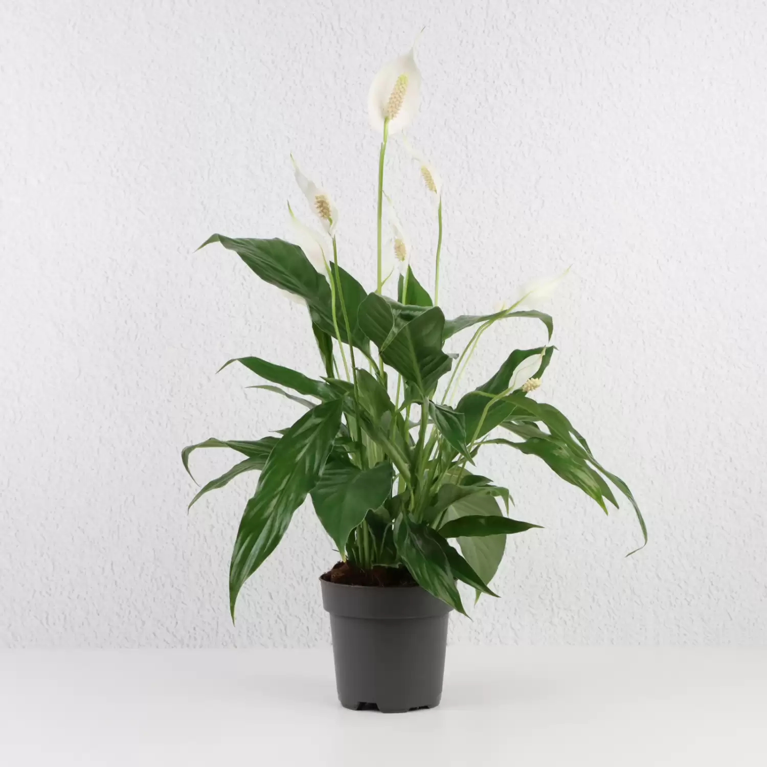 Spathiphyllum Plant | Order Plants Online | Plant Delivery Bahrain - Flora D'lite