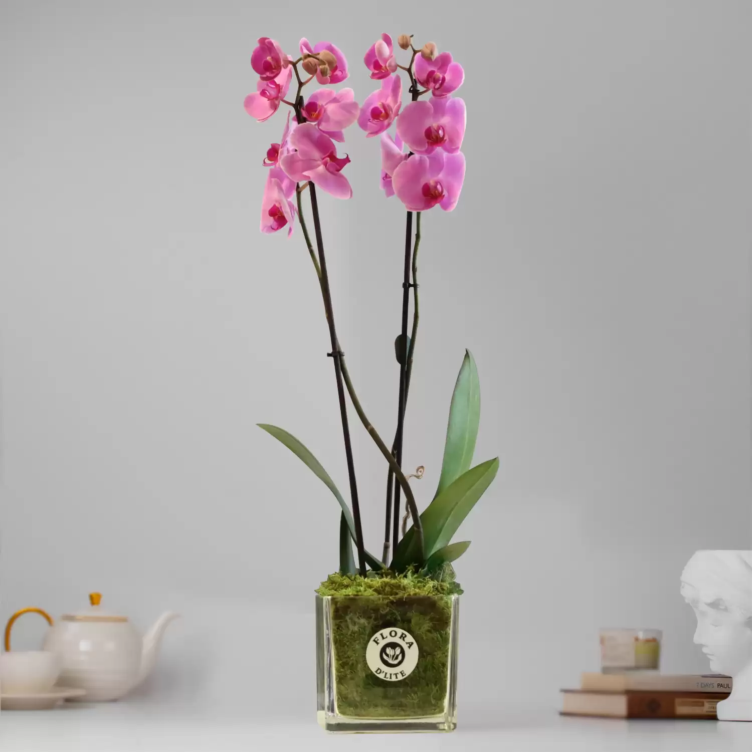 Pink Orchid Plant | Online Plants Delivery In Bahrain - Flora D'lite
