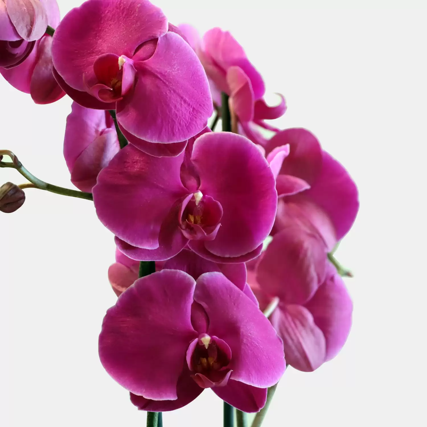 Purple Phalaenopsis Plant | Best Plants In Bahrain - Flora D'lite