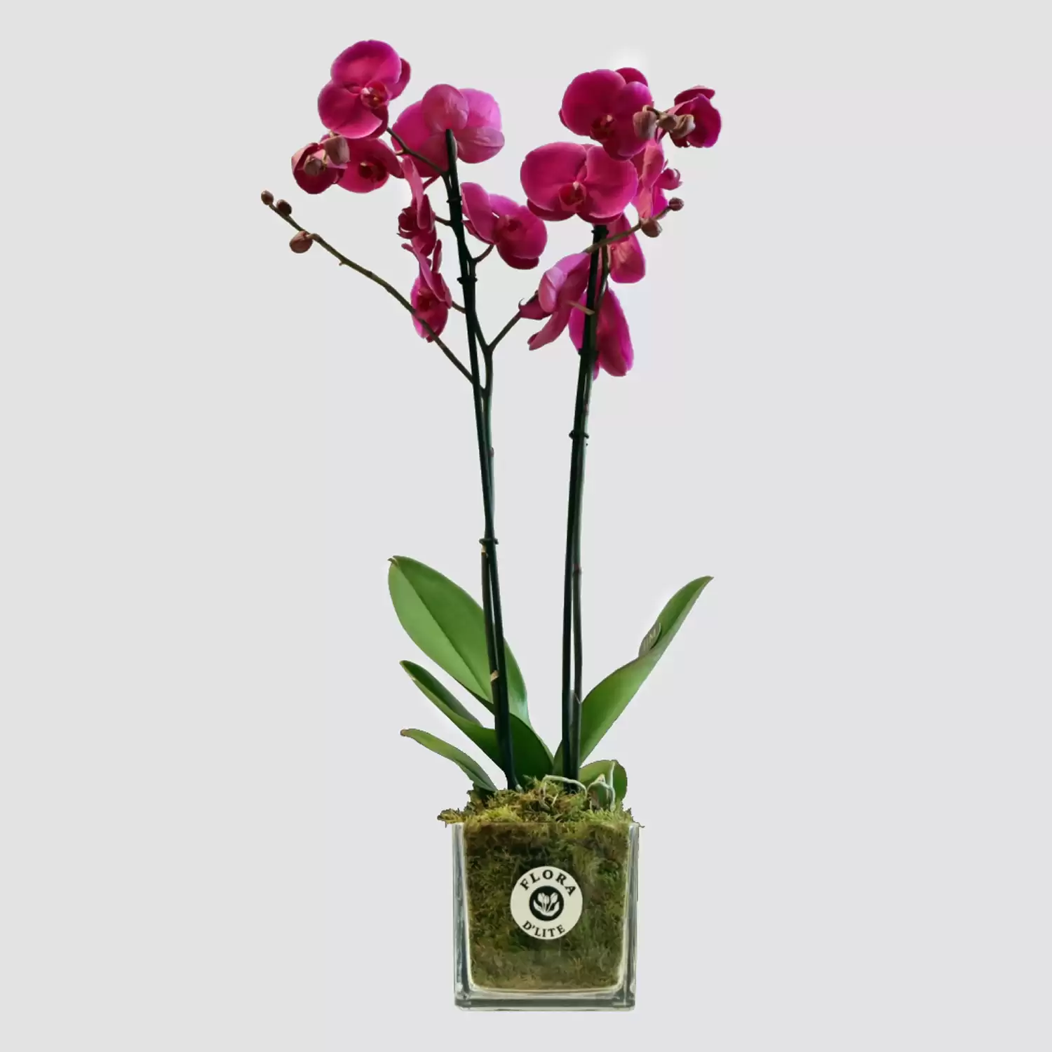 Purple Orchid Plant | Shop Plants In Bahrain - Flora D'lite