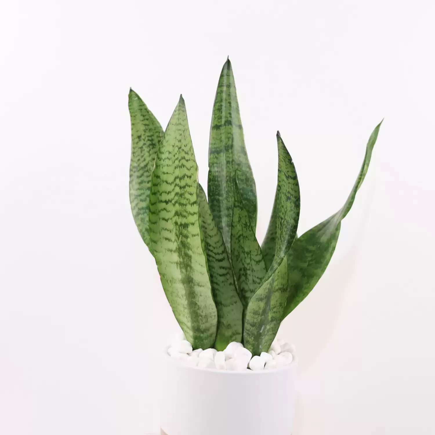Snake in the Jungle Sansevieria